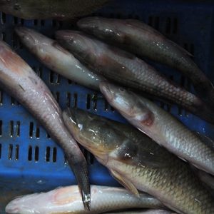 Bele fish