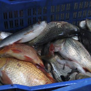 Mix fish